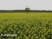 DSCN4964