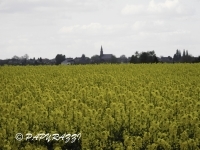 DSCN4989