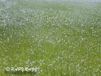 RIMG0494-2
