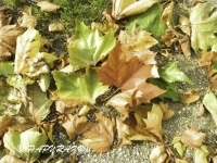 DSCN5332