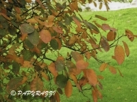DSCN5334