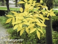 DSCN5338