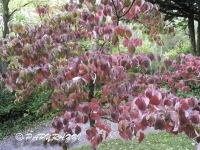 DSCN5339