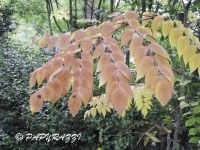DSCN5341