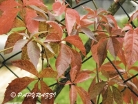 DSCN5344