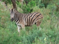 zébre
